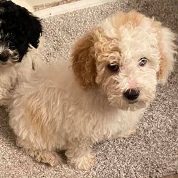 Bernedoodles, Cavalier King Charles Spaniels, Cavapoos, and Poodles from Dinky Doo Doodles