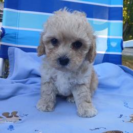 Copper - Fawn male Havapoo puppy in Blanch, North Carolina from Faithful Hearts Kennel