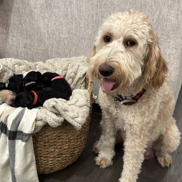 Goldendoodle Puppies from Jonesin for Doodles