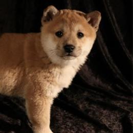 Pomskies and Shiba Inu from Arctic Kennels (Pomskies, Akitas & Shibas)