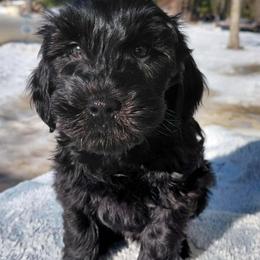 Silas - Black male Goldendoodle puppy in Eau Claire, Wisconsin from Fisher River Doodle's