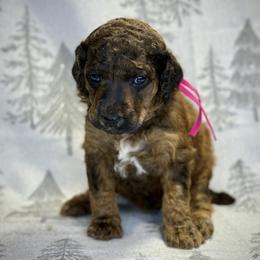 Kindle - Brindle female Poodle puppy in Troy, Alabama from Redmond Rose Kennel