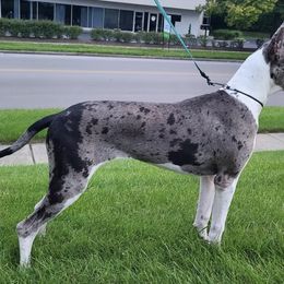 Great Danes and Mastiffs from Sherwood Mastiffs