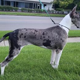 Great Danes and Mastiffs from Sherwood Mastiffs