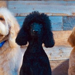 Goldendoodles from La Familia Doodle