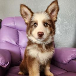 Iris - Liver female German Shepherd puppy in Los Lunas, New Mexico from Mali's German Shepherds LLC