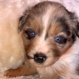Miniature Australian Shepherd and Toy Australian Shepherd Puppies from Gamel’s Ausome Aussies