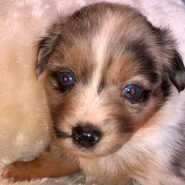 Miniature Australian Shepherd and Toy Australian Shepherd Puppies from Gamel’s Ausome Aussies