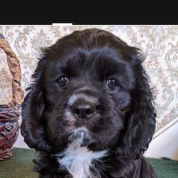 Cocker Spaniels from Della Luna Cocker Spaniels Puppies