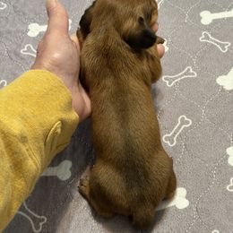 Red Boy (Red Red) - Red male Dachshund puppy in Raeford, North Carolina from Army of Dachshunds