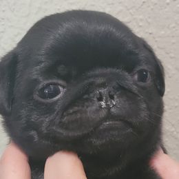 Boy 4 - Black Pug puppy in Brush Prairie, Washington from Paradise Peaks