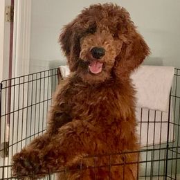 Goldendoodles and Poodles from Castleberry Doodles and Poodles