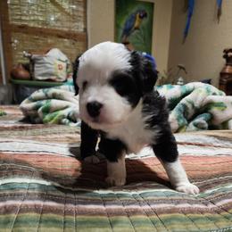 Huey - Black & white male Toy Australian Shepherd puppy in Ocala, Florida from Crazy Aussie Chaos