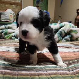Huey - Black & white male Toy Australian Shepherd puppy in Ocala, Florida from Crazy Aussie Chaos