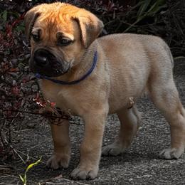 Tron - Fawn male Boerboel puppy in Bon Aqua, Tennessee from Erickson Ranch Boerboels