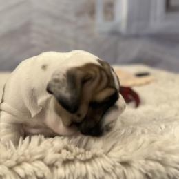 Bulldog Puppies from Sweet Rolls