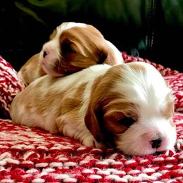 Cavalier King Charles Spaniel Puppies from Bella Fleur Cavaliers