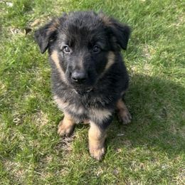Xavier - Black and tan German Shepherd puppy in Brighton, Michigan from Szegi Haus K9 Solutions