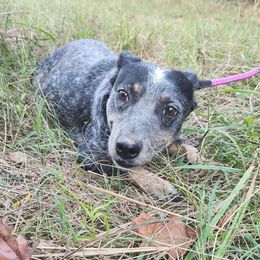 Shameless - Australian Cattle Dog