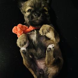 Blanche - Black sabled fawn female Chihuahua puppy in Rocky Mount, Virginia from Teeny Chihuahuas