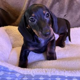 Boy 2 - Black and tan Dachshund puppy in Huggins, Missouri from RJ's Miniature Dachshunds