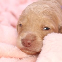 Aussiedoodle and Goldendoodle Puppies from Ford Family Kennels