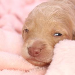 Aussiedoodle and Goldendoodle Puppies from Ford Family Kennels