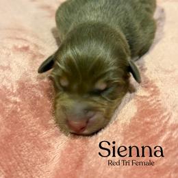 Sienna - Red tri-color female Australian Shepherd puppy in Columbia, Kentucky from Caywood Aussies