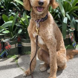 Ginny - Goldendoodle
