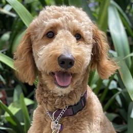 Ginny - Goldendoodle