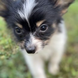 Boston Terrier and Papillon Puppies from Sassy Pap Farms