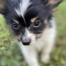 Boston Terrier and Papillon Puppies from Sassy Pap Farms