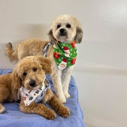 Goldendoodle, Maltese, Maltipoo, and Poodle All Grown Up from Dream Paws Puppies, LLC