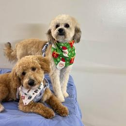 Goldendoodle, Maltese, Maltipoo, and Poodle All Grown Up from Dream Paws Puppies, LLC