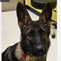 Beta - German Shepherd