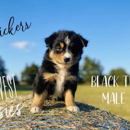Australian Shepherd Puppies from Far West Aussies