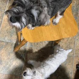 Miniature Schnauzers from Hower’s Mini Schnauzers