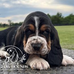 Buck - Black white and brown male Basset Hound puppy in Richmond, Kentucky from Walters Hollow Hounds