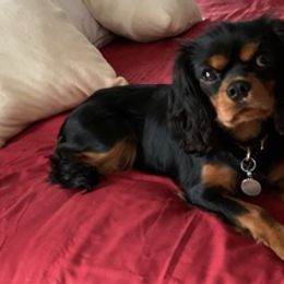 Cavalier King Charles Spaniels from CCE Cavaliers
