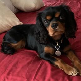 Cavalier King Charles Spaniels from CCE Cavaliers