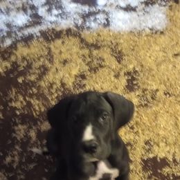 Great Danes from Renee's great Danes