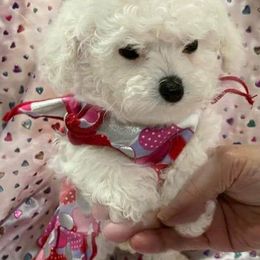 Poodle Puppies from Lowry Toy Poodles