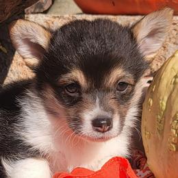 Orange bandana boy - Black and tan male Pembroke Welsh Corgi puppy in Cherokee, Oklahoma from MCS Farms-OK