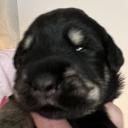 Yellow collar - Pepper and salt female Giant Schnauzer puppy in Atoka, Oklahoma from Hannah's Haus & Farm