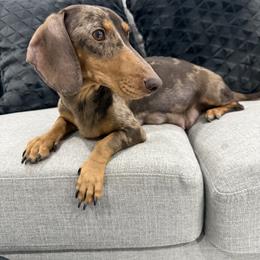 Bella - Dachshund