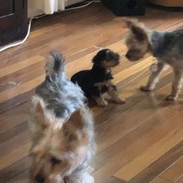 Yorkshire Terrier Puppies from Hilly Acres Farm