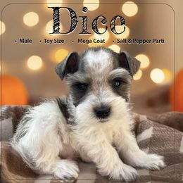 Dice - Parti male Miniature Schnauzer puppy in Pendleton, South Carolina from Lap Happy Schnauzers
