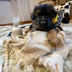 Yellow Collar Female - Black and red German Shepherd puppy in Saint Louis, Michigan from drei Stränge German Shepherds