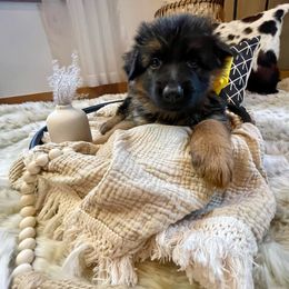 Yellow Collar Female - Black and red German Shepherd puppy in Saint Louis, Michigan from drei Stränge German Shepherds