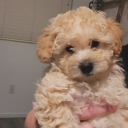 Girl 5 - Assorted Doodle Crosses puppy from Mini Doodle Dandies
